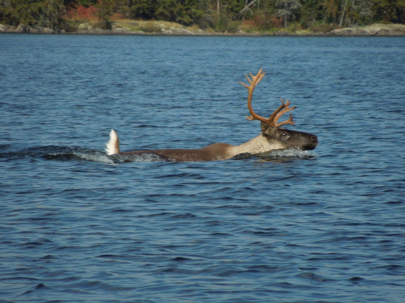 Woodland Caribou